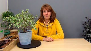 видео: Многоствольный фикус Бенджамина (ч.3). картинка: Многоствольный фикус Бенджамина (ч.3).