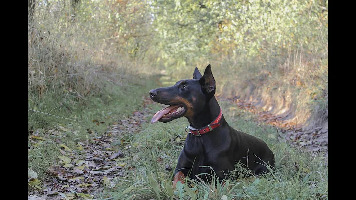 ***How to Potty Train a Doberman Pinscher Puppy**FREE Mini Course**It Works***