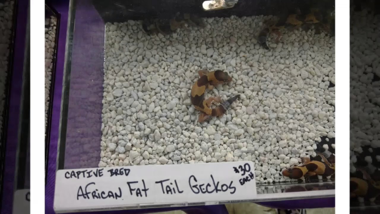 All Maryland Reptile Show 9/9/17 - YouTube