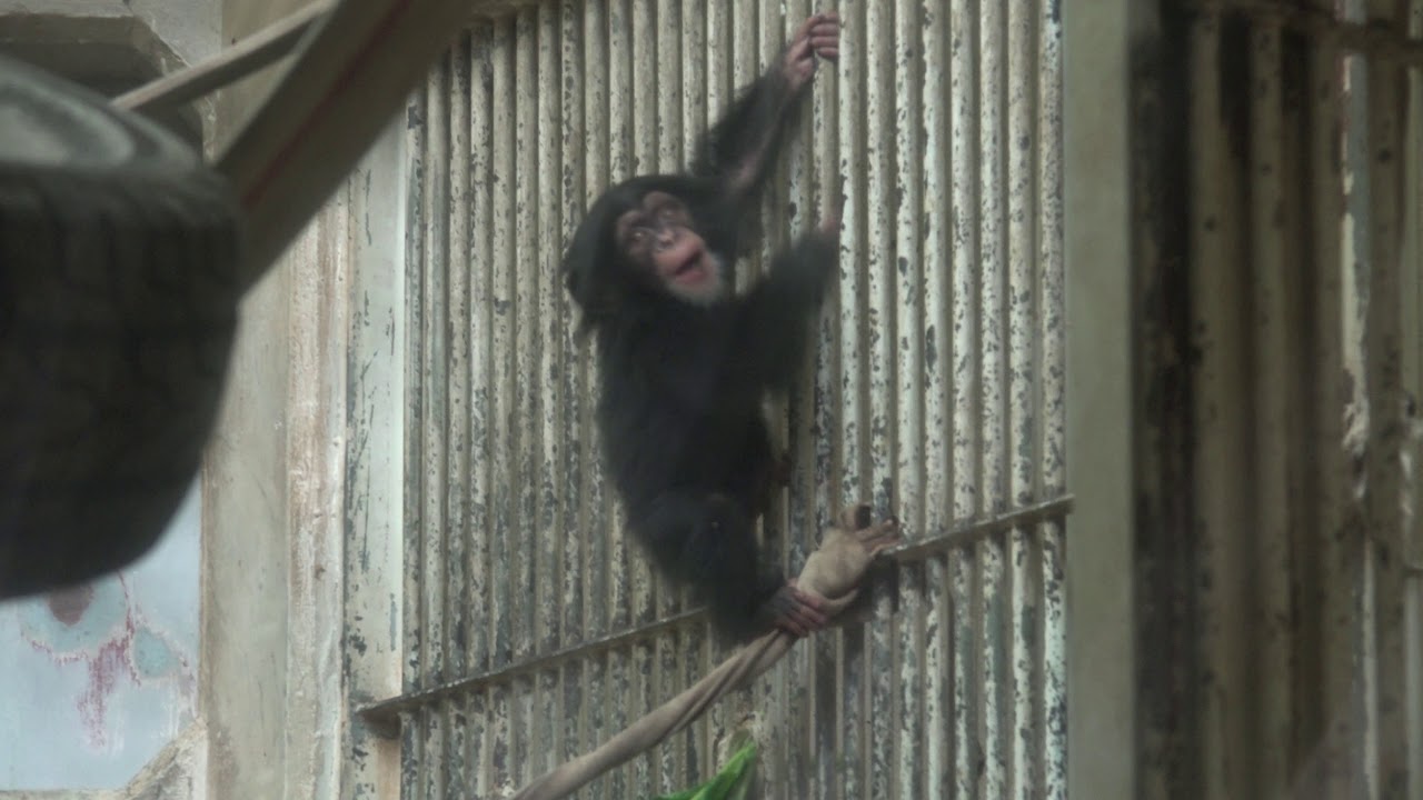 チンパンジー 双子の赤ちゃん Chimpanzee twin baby part5
