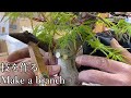 もみじの枝接ぎ Japanese Maple How to make a bran