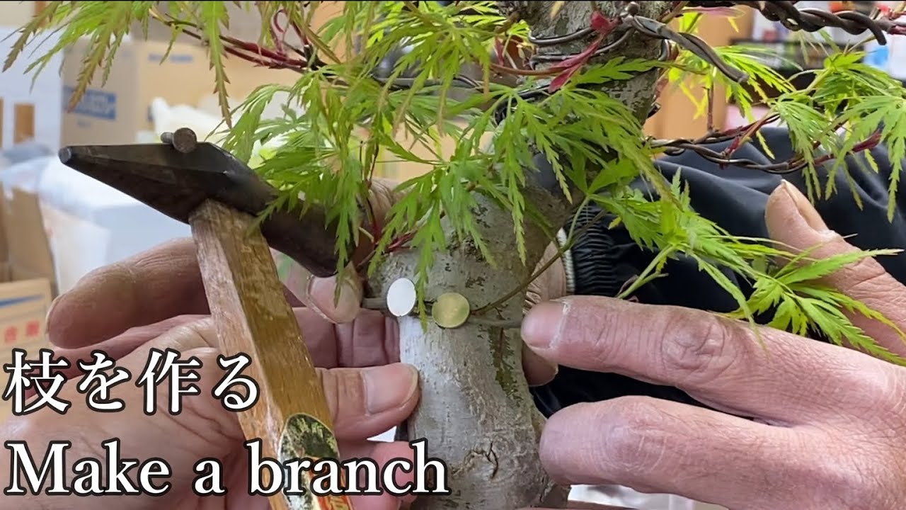 もみじの枝接ぎ　Japanese Maple  How to make a bran
