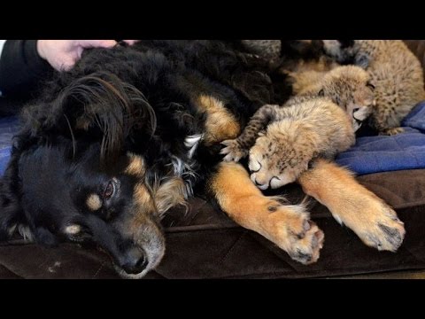 Video: Pet Scoop: Hundspelar Surrogate till Cheetah Cubs, 17-årig hund sparad från Sinkhole