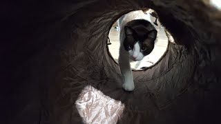 Tunnel Time for Kitty Boys