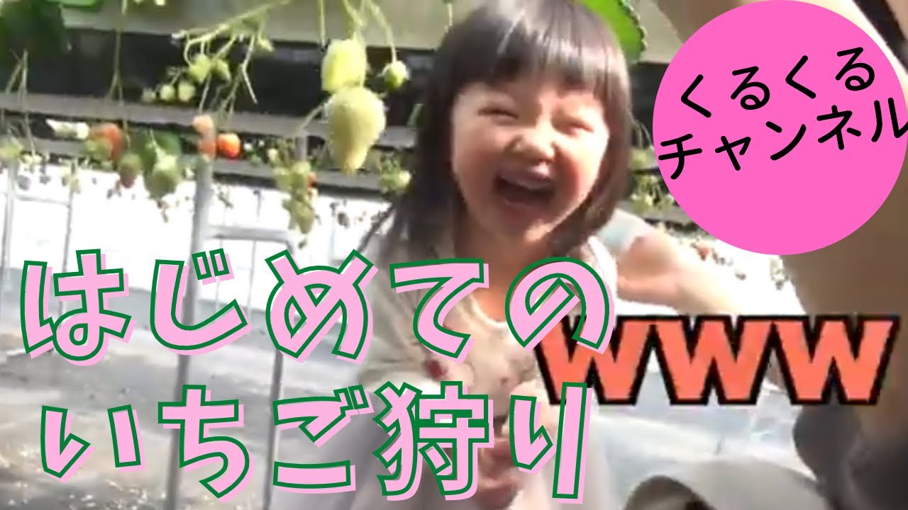 初めてのイチゴ狩り くるくるチャンネル 京都おさぜん農園 Youtube
