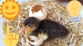 HOW TO HATCH EGGS WITHOUT INCUBATOR || HATCH CHICKEN AND DUCK EGGS WITHOUT ANY INCUBATOR