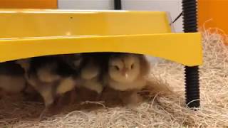 Radiant Heat Brooder Panels and Brooding Baby Chicks - McMurray Hatchery