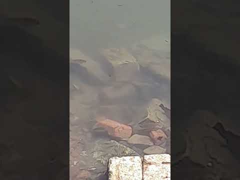 قليل البخت بقا وهو رايق تعالوا شوفوا اللى انا شوفته