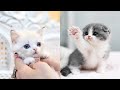 ❤️aww   Compilação Engraçada E Fofa De Cachorro E Gato 2020❤️