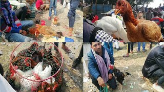 Uttar Pradesh Ka Sabse Bada Murgi Bazaar | Cheap Cost Hens And Chicks.