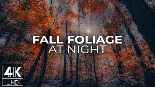 4K Autumn Night Forest Screensaver | Moonlit Foliage & Gentle Nature Sounds for Sleep & Relaxation screenshot 1