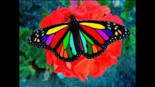 World's Most Beautiful Butterflies 10 Most Beautiful Butterflies on Planet Earth by Joker Israr Net Worth