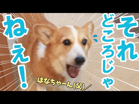大好きな父の帰宅を待っていたが緊急事態になってしまうコーギー犬