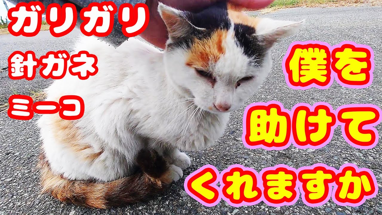 Я спас умирающего бездомного кота, отвез его в больницу и превратил в домашнего кота.