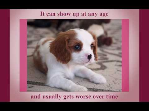 犬のシリンゴミエリア(SM)とキアリ様奇形(CM)：症状から治療法、愛犬との向き合い方まで