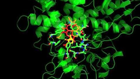 Pochapsky Lab: Detection of substrate-dependent confirmational changes (video 1)