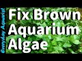 Why New Aquariums Go BROWN | Fixing Brown Diatom ALGAE