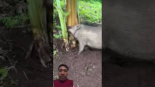 babi hutan perusak tanaman