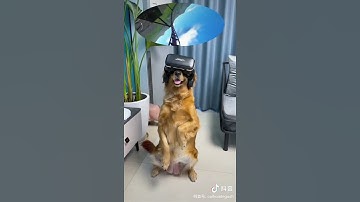 When a dog takes a virtual roller coaster~