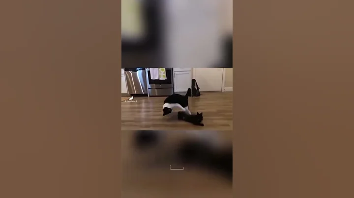 Video 11692501: british shorthair cat breed, britishshorthair scottishfold cat, cutest british shorthair cat, cat funnycats, kitty, kitten