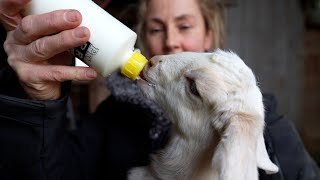 From Farm to You: Dairy by LNKTV Health 437 views 2 months ago 4 minutes, 42 seconds