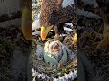 Steller's Sea Eagle Egg Hatching Timelapse — 45 Days in 23 Sec