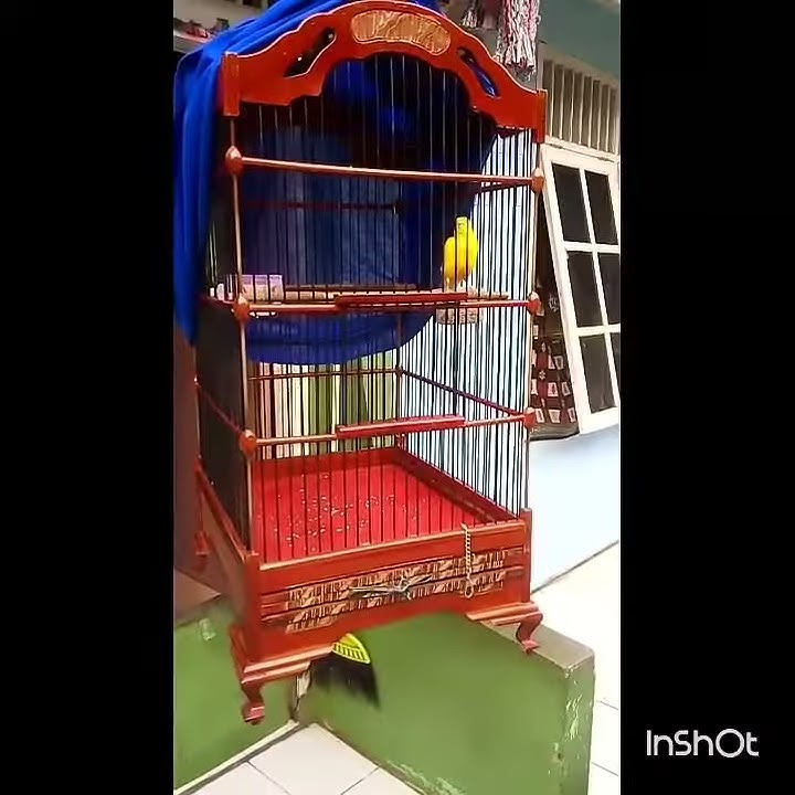 Kenari #SURKEN (cengkok duat duit duit) #B.CAnary Bsd