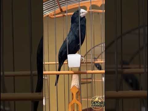 Por Que o Bicudo Canta Mais de Manhã? #bicudo  #trincaferro#azulão  #aves #coleiro
