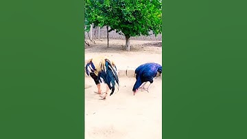 Java teekar aseel#sort #viral video