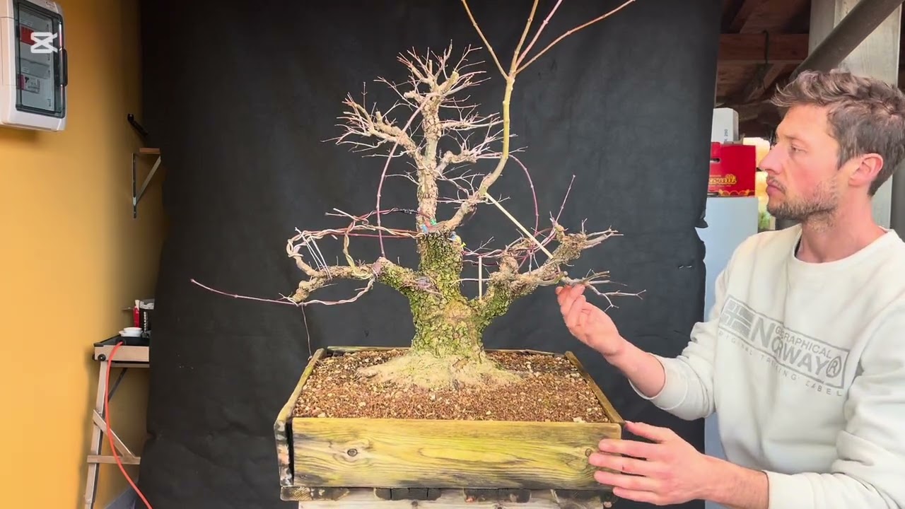 Acer palmatum arakawa