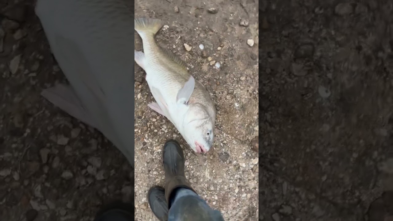 This is one of my craziest accidental catches