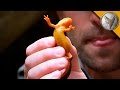 Extremely Poisonous Newt!