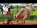 Os Touros Mais Valiosos║ Cia de Rodeio 2 L Bulls  🐂