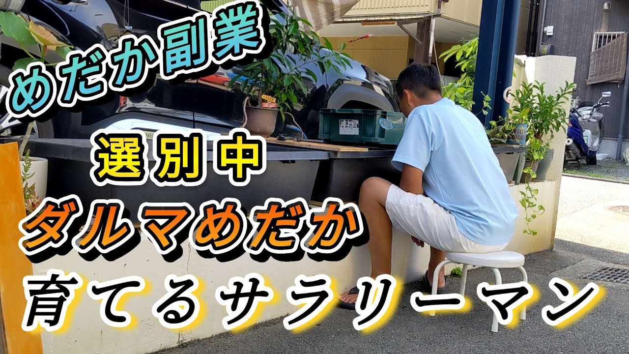 夜桜・皇帝・オロチ・エンゼル・ピュアホワイト5品種のダルマめだか選別して販売