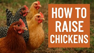How to Keep Backyard Chickens Happy and Healthy: Top Tips for Every Season From Florida