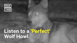 Researchers Record 'Perfect' Wolf Howl