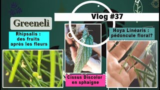 Vlog plantes#37 - Rhipsalis, Tetrasperma, Cissus Discolor, Hoya Linéaris, ... (janvier 2024)