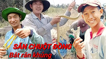 Săn chuột mùa nước nổi,cao thủ ná cao su