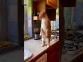 Cute kittens compilation part 3