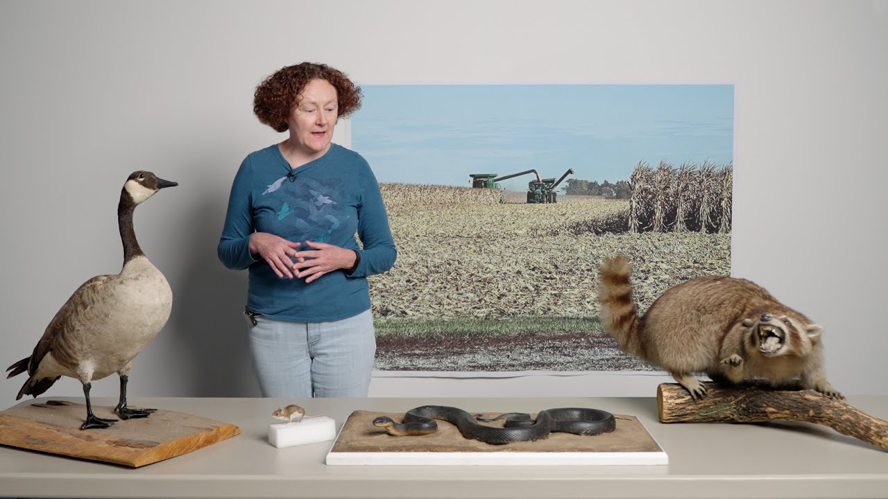 Illinois Habitat: Farmland