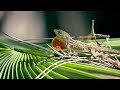 Evolutionary Studies on Anoles