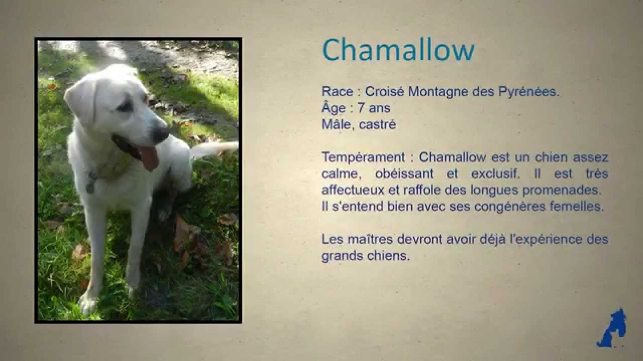 Nos Chiots Vont Avoir 2 Mois Et Pourront Elevage De
