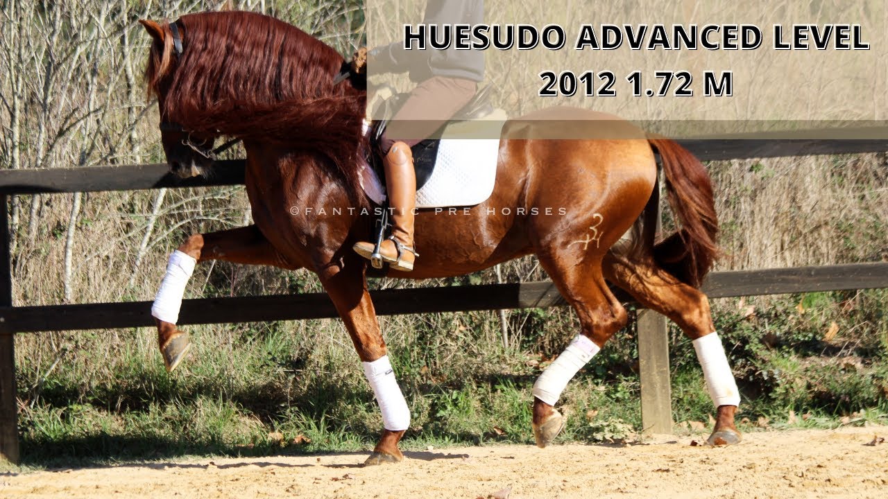 HUESUDO · BAROQUE STALLION SCHOOLMASTER PURA RAZA ESPAÑOL FOR SALE