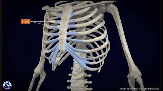 Sternum & Ribs | Grade 10 Life Science