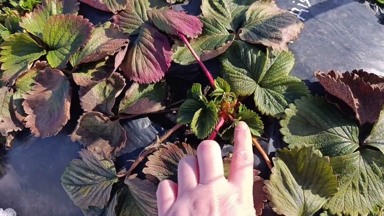 Будемо накривати полуницю.