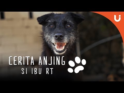 Video: Wanita Dihukum Kerana Cuba Melakukan Hubungan Seks Dengan Anjing