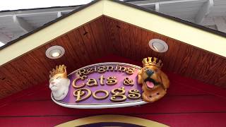Reigning Cats & Dogs - Pet Store Overview- Broadway at the Beach | Myrtle Beach, SC
