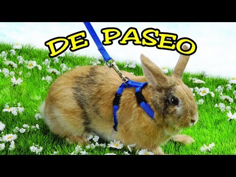 Video: Cómo Entrenar Con Correa A Un Conejo Mascota