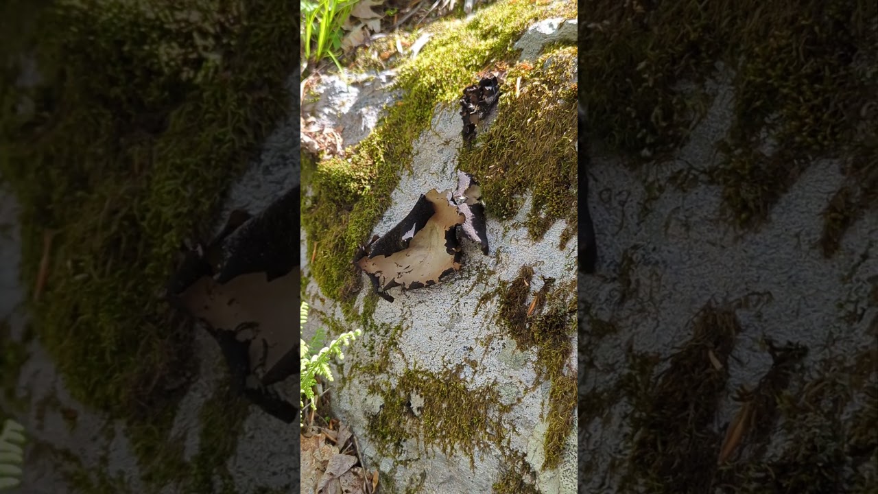 Rock Tripe on Whitetop