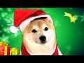 Santa Shoob is coming to town